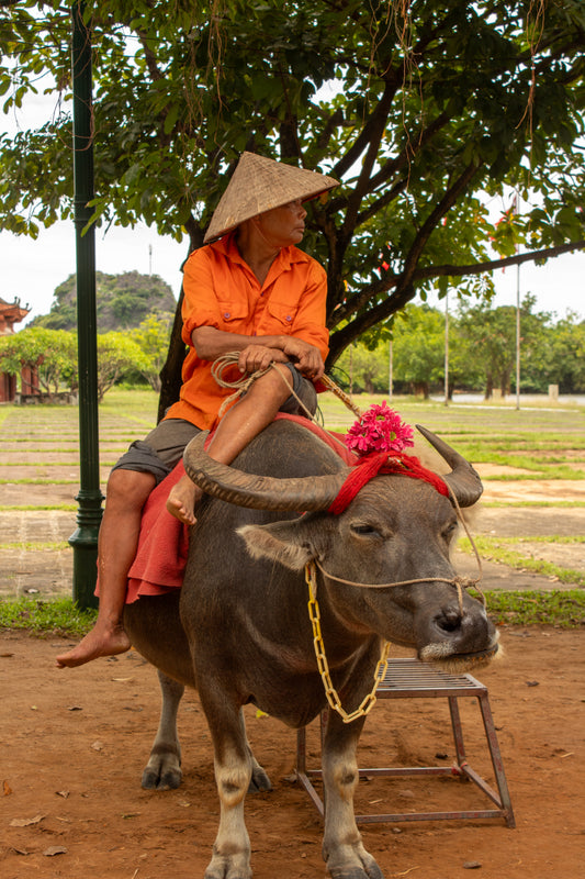 VIETNAMITA